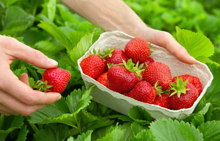 Frische Erdbeeren zu Marmelade einkochen